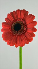 Close-up of a vibrant red gerbera daisy