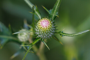 咲きはじめるアザミの蕾