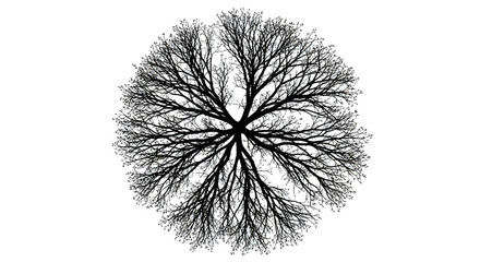 Striking minimalist silhouette of a leafless tree branching out against bright white background © hakim