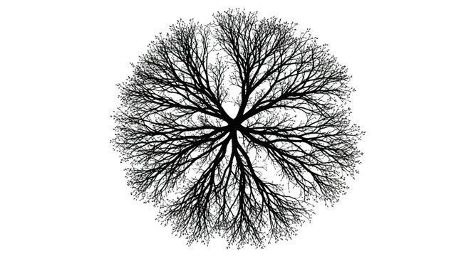 Striking minimalist silhouette of a leafless tree branching out against bright white background