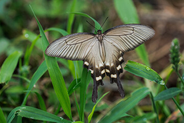 蜜を吸うジャコウアゲハ