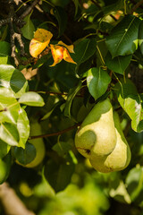 Close-up of fresh green pears hanging on a tree branch, bathed in warm sunlight. Yellowing leaves hint at the arrival of autumn and the season of harvest.