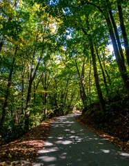 Sun-dappled path through autumn forest