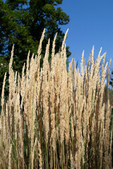 dry flowers. grass is blowing in the field