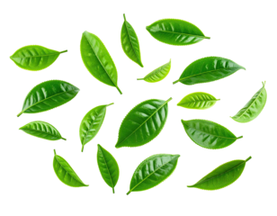 Fresh tea leaves arranged in a circular pattern