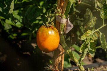 A vibrant, partially ripened tomato, showing shades of green and orange, hangs from its vine in an...