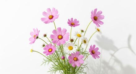 A delicate arrangement of pastel pink cosmos and white daisies, showcasing soft light and subtle shadows against a bright white backdrop.