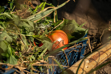 Vibrant, ripe red tomato, green leaves, and garden trimmings rest in a blue plastic crate. Bathed in natural autumn light, it captures a bountiful late-season harvest.