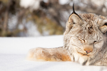 Fototapeta premium lynx in snow