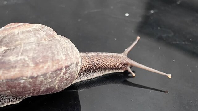 High-definition video of a snail in Guangxi, China, showing slow movements, detailed shell textures, and natural surroundings, ideal for scientific research, nature documentaries, environmental educat