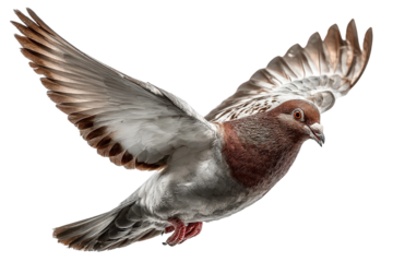 Majestic Flying Bird with Brown and White Feathers in a Beautiful Mid-Flight Pose Against a Soft Background Ideal for Nature and Wildlife Themes