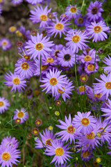 Purple flower. Asters purple Little Carlow. Cute little flower for background, post, screensaver, wallpaper, postcard, banner, cover, website