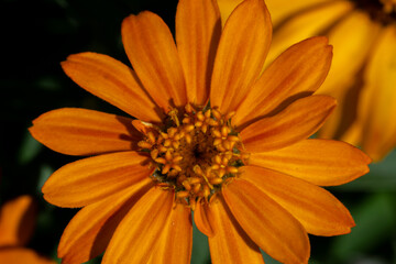 A vibrant orange flower, possibly a type of marigold or zinnia, is beautifully captured in a close-up shot. Its rich petals glow under warm autumn sunlight, creating a cheerful and natural scene.