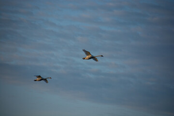 swans in flight