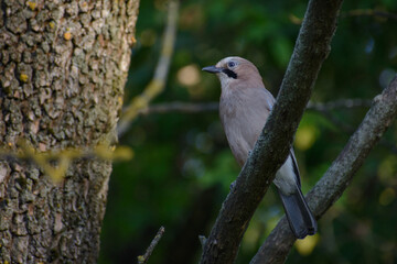 jay on a branch