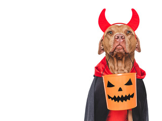 Happy Halloween. Charming dog and Halloween costume. Closeup, indoors. Studio shot. Congratulations...
