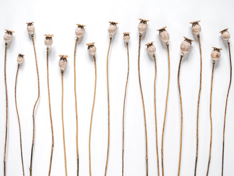 Greeting card with with unblown poppies. Space for Your congratulatory inscription. National holiday concept. Congratulations for family, relatives, friends, colleagues