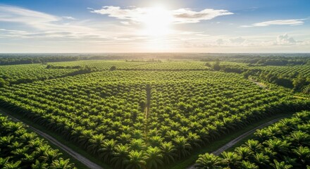 Radiant Sun Over Geometric Patterns of a Vast Palm Plantation