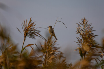 Eurasian penduline tit (Remiz pendulinus) looking for food in the reed on a sunny day in autumn