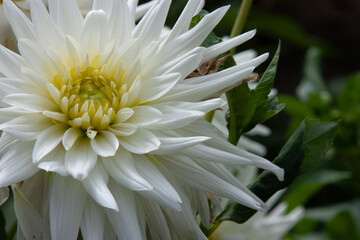 White flowers. Dahlia pinnata, commonly known as a garden dahlia. Big beautiful flower balls with lots of petals for background, post, screensaver, wallpaper, postcard, banner, cover, website