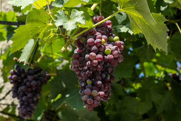 Close-up of ripe red grapes hanging from a vine with lush green leaves. Sunlight illuminates the vineyard, hinting at the upcoming harvest season.
