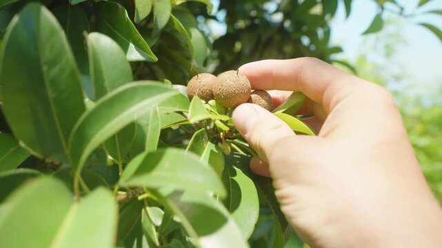 Hand Gently Holding Ripe Sapodilla Fruits Hanging on a Tree Branch Among Lush Green Leaves Under Bright Daylight, Close-Up Tropical Fruit Concept