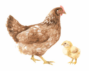 Watercolor painting of a mother hen and her chick on a white background
