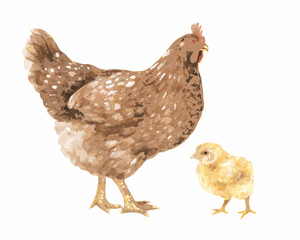 Watercolor illustration of a mother hen and her chick on a white background