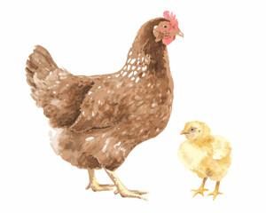 Watercolor painting of a hen and her chick on a white background
