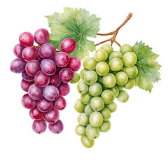 Fototapeta premium Watercolor grapes, red and green bunch isolated on white background