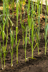 Close-up of young, vibrant green plants thriving in fertile dark soil in an autumn garden. These healthy shoots represent growth and the promise of a bountiful harvest.