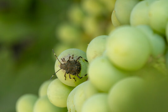 Brown marmorated stink bug (Halyomorpha halys) on a green grape in a vineyard. A common agricultural pest causing significant damage to fruit crops, especially during autumn harvest.