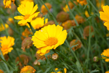 Yellow flowers. Glebionis segetum, Glebionis coronaria or the Crown daisy flowers. A field of small golden flowers for background, post, screensaver, wallpaper, postcard, banner, cover, website