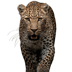 Obraz premium A leopard is walking on a white background