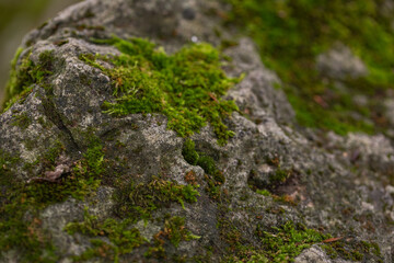 Stone texture covered with green moss