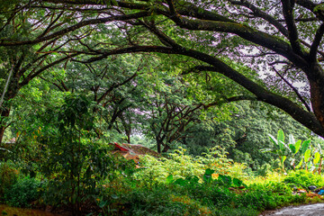Close-up of natural background of various trees on high mountains and mist spreading throughout the trees as rain falls on the way.