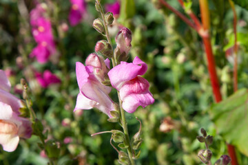 Cute pink flowers. closeup of pink snapdragon blossoms. Summer garden flowers for background, post, screensaver, wallpaper, postcard, banner, cover, website