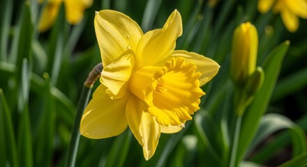 Fototapeta premium A vibrant yellow daffodil blossoms in a garden setting, showcasing detailed petals and a bright, cheerful mood.