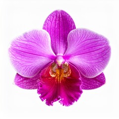 Fototapeta premium Detailed Close Up of a Purple and White Orchid Flower with Yellow and Red Center on White Background