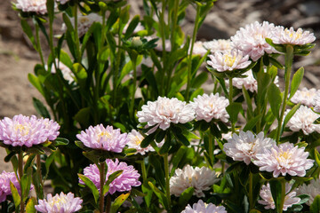 Soft white and violet autumn flower background. Beautiful fluffy aster flowers. Aster flower in autumn garden close up for background, post, screensaver, wallpaper, postcard, banner, cover, website