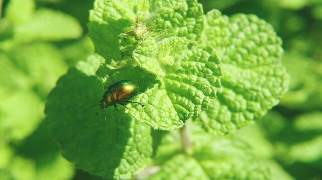 Macro close-up of leaf beetle on plant