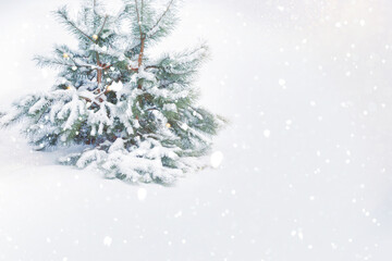 Two fir trees in a Christmas forest. Winter landscape.