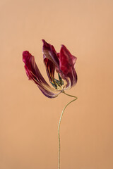 Fresh tulip bloom with burgundy petals on warm backdrop
