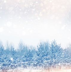 Beautiful winter landscape with snow. Cold forest. Christmas card.