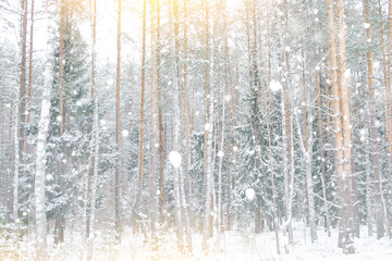 Spruce, pine and birch trees in a cold winter forest.