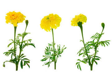 marigold isolated on white background. flower beauty.