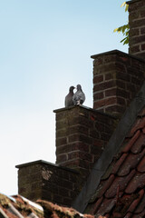 Two pigeons perched on brick chimneys against a clear blue sky during sunny weather