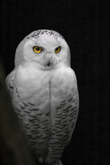 Majestic snowy owl perched against a dark background, showcasing its striking yellow eyes and white feathers in a serene moment