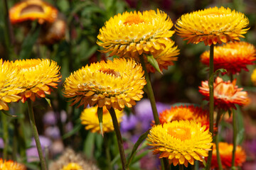 Golden flower field. Strawflowers, Golden Everlasting. Big pleasant yellow flowers in summer garden for background, post, screensaver, wallpaper, postcard, banner, cover, website
