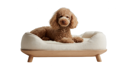 A small brown dog is laying on a white dog bed